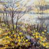 Early Spring Daffodils, Rutland Water